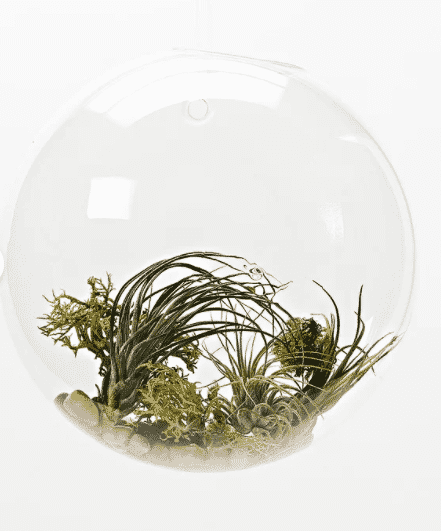 wall-planters-indoor-terrarium